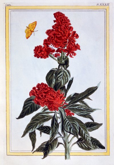 Varietà di Amaranthus, c.1766 da Pierre Joseph Buchoz